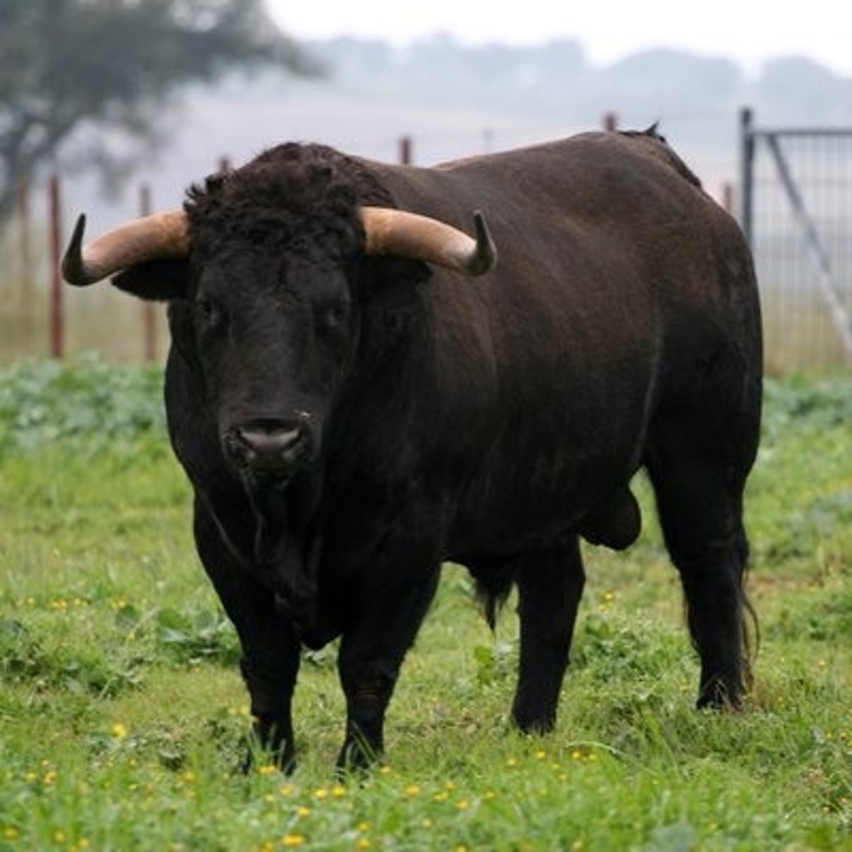 <p>bull</p>