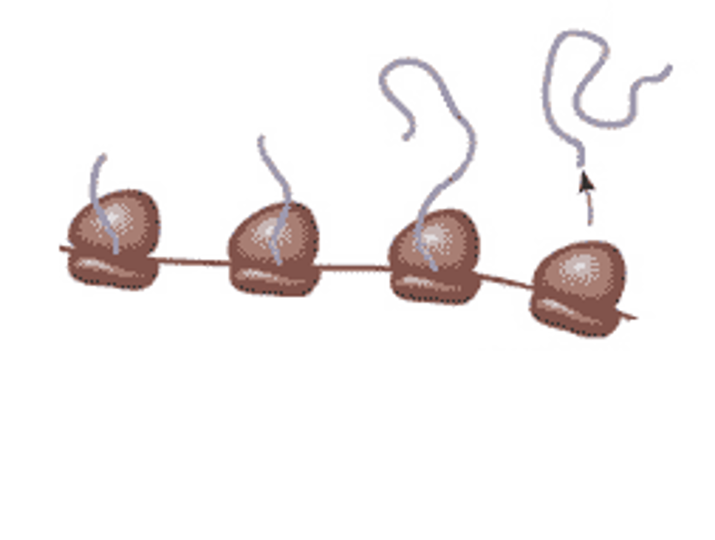<p>A group of several ribosomes attached to, and translating, the same messenger RNA molecule</p>