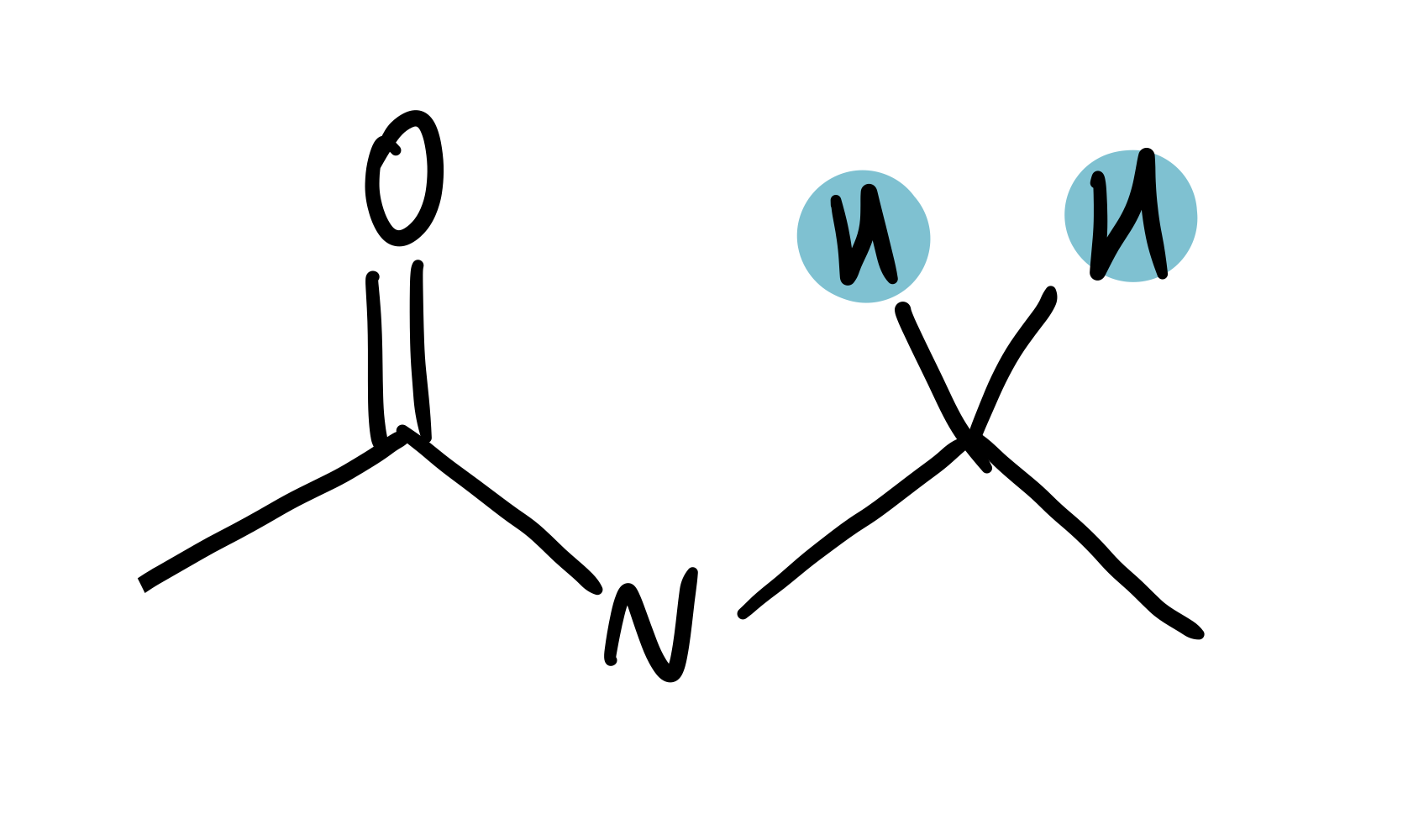 <p>amide-adjacent</p>