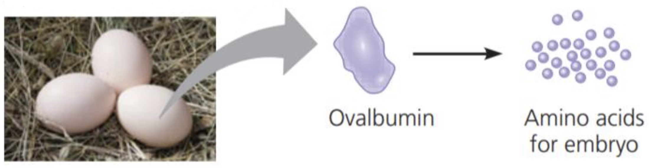 <p>Function: Storage of amino acids Examples: CASEIN, the protein of milk, is the major source of amino acids for baby mammals. Plants have storage proteins in their seeds. OVALBUIM is the protein of egg white</p>