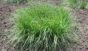Gulf Cordgrass
