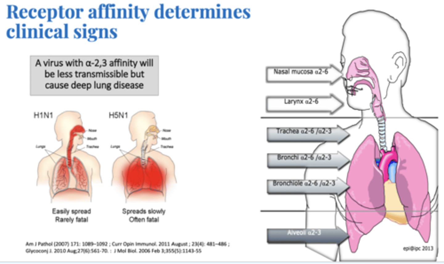 <p>Avian Influenza Binds to <strong>a2-3 sialic</strong> receptors causing severe pulmonary disease. LEss Transmissable but more severe</p>