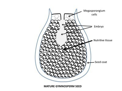 <p><span>Point to a region of the mature gymnosperm seed&nbsp;that is composed of haploid cells.</span></p>