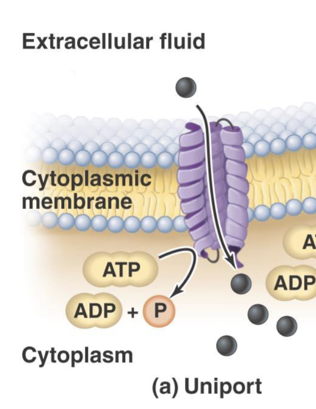 <ul><li><p>One type of molecule crosses the membrane using a protein against the gradient </p></li><li><p>Uses up ATP</p></li><li><p>Going from Low to High </p></li></ul><p></p>