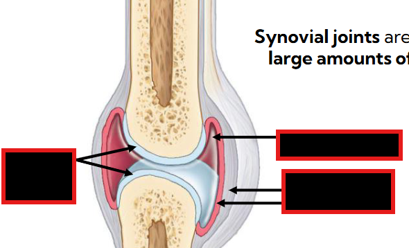 <p>Label the 3 parts of the synovial joint </p>