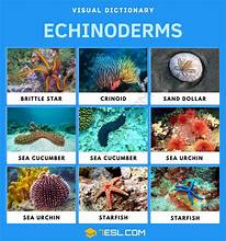 <p>Phylum Echinoderma (5 classes)</p>