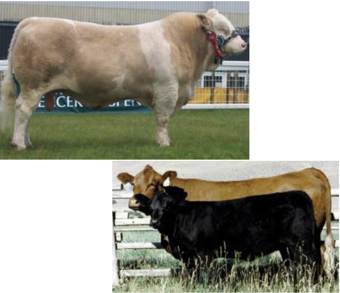 <p>Continental breed, originated in Switzerland, *<em>originally selected for milk, then meat, then draft animals</em>*</p>
