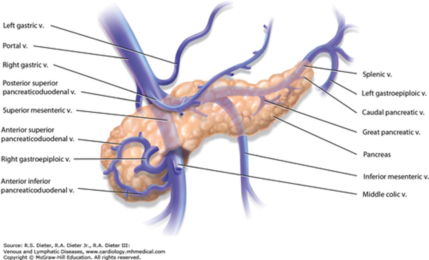 <p>- pancreatic veins drain via the splenic vein</p><p>- head of pancreas is drained by superior mesenteric branches of hepatic portal vein</p>