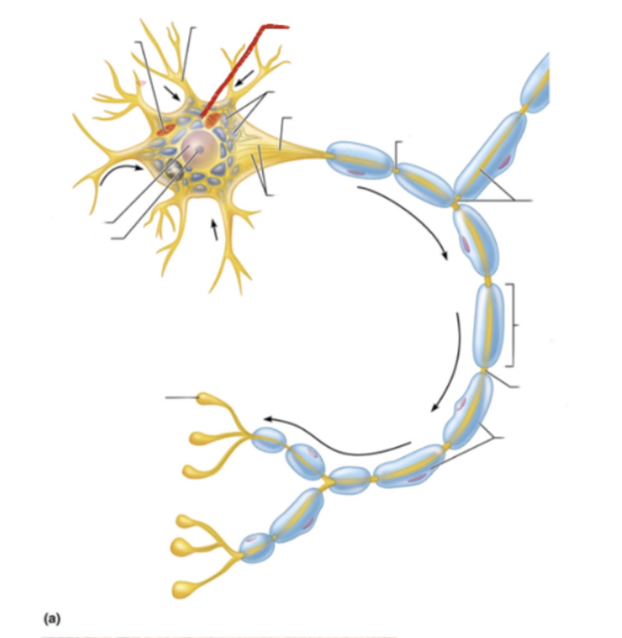 knowt flashcard image