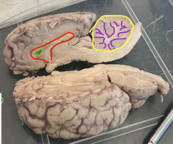 <p>What is the red circle indicating on the sheep's brain?</p>