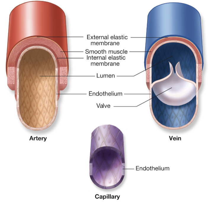 <p>all 3 have lumen and endothelium</p><p>capillaries don’t have external elastic membrane, smooth muscle, internal elastic membrane</p><p>veins are the only vessels w/ valves</p><p>(ch.5 - blood vessels)</p>