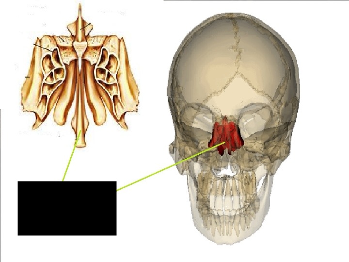 <p> middle of the nose; nose bone between the eyes.</p>