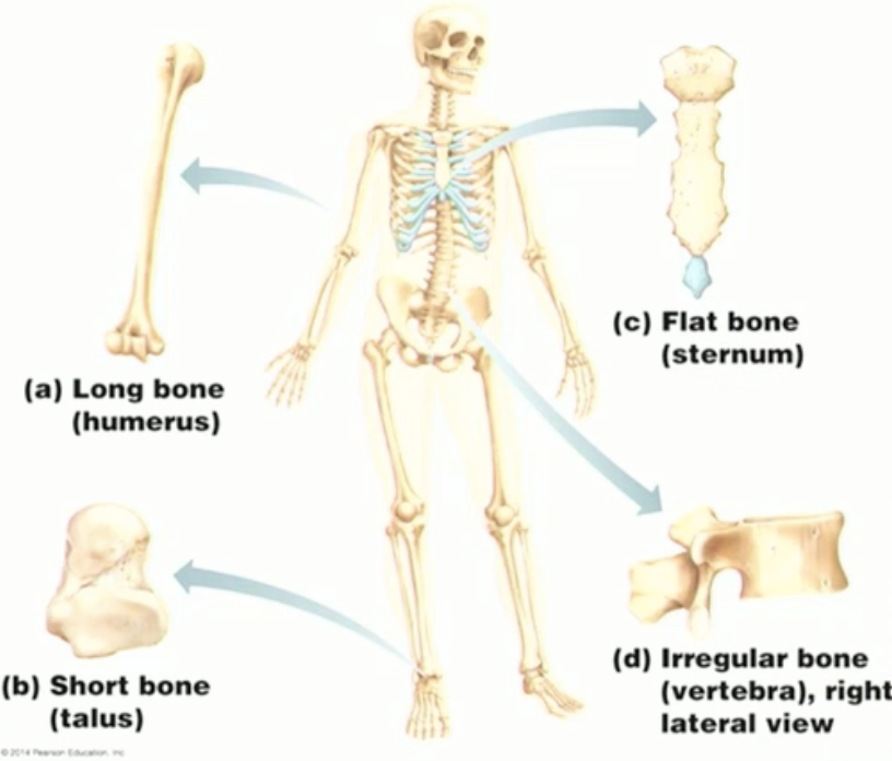 <ul><li><p>short: cubelike</p></li><li><p>sesamoid: develop within a tendon. ie. patella (knee cap)</p></li><li><p>flat: ie. scapula</p></li><li><p>irregular: ie. vertebra, hip bones</p></li><li><p>long: based on proportion, not size. distinct ends upon a long portion.</p></li></ul><p></p>