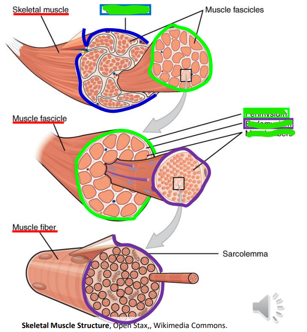 <p>Muscle cells wrapped by _ into fibers, wrapped by _ into fascicles, wrapped by the _ into muscles </p>