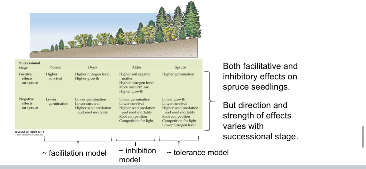 <ul><li><p>add spruce seeds to each successional stage, and monitor their rates of germination, growth, and survival over time.</p></li><li><p><strong>Spruce seedlings experience both positive (facilitative) and negative (inhibitory) effects</strong>, and these&nbsp;<strong>change across successional stages</strong>.</p></li><li><p><strong>Pioneer stage → Facilitation model</strong></p><ul><li><p>Early species improve conditions (e.g., higher survival).</p></li></ul></li><li><p><strong>Dryas/Alder stage → Inhibition model</strong></p><ul><li><p>Mid-successional plants compete (lower germination/survival, more predation, competition for light &amp; roots).</p></li></ul></li><li><p><strong>Spruce stage → Tolerance model</strong></p><ul><li><p>Spruce can establish despite low nutrients and competition; success depends on ability to tolerate conditions.</p></li></ul></li><li><p><strong>Key idea:</strong>&nbsp;The&nbsp;<strong>direction and strength</strong>&nbsp;of interactions shift with succession—from&nbsp;<strong>helping</strong>&nbsp;spruce seedlings →&nbsp;<strong>hindering</strong>&nbsp;them →&nbsp;<strong>neutral/tolerant dynamics</strong>.</p></li></ul><p></p>