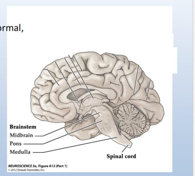 <p><span>Medulla:</span><br><span>• Includes neurons that maintain normal, rhythmic breathing</span></p><p><span>Pons region:</span><br><span>• Pons (structure): includes axons that allow the cerebellum to communicate with the brainstem and the cerebral cortex</span></p><p><br><span>• Fourth ventricle is on the dorsal side of the pons region</span></p><p><br><span>Midbrain:</span><br><span>• Superior and inferior colliculi: localization of visual and auditory</span><br><span>stimuli</span></p><p></p><p><span>All levels of the brainstem contain</span><br><span>sensory and motor axons</span></p>