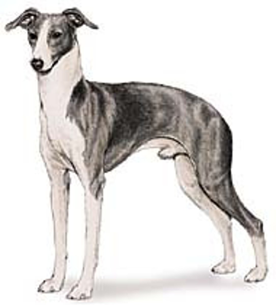 <p>Hound</p>