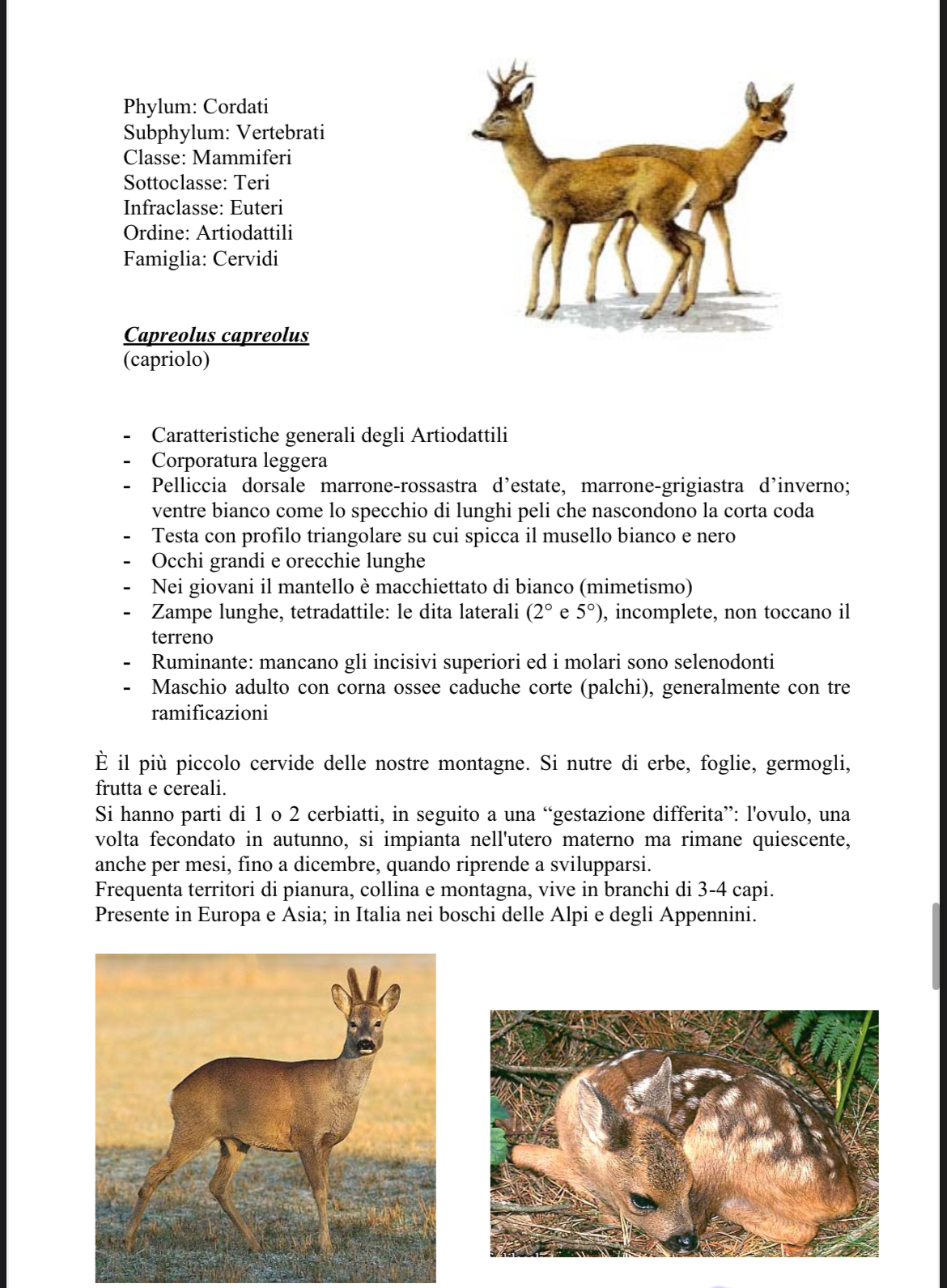 <p>Bambi</p>