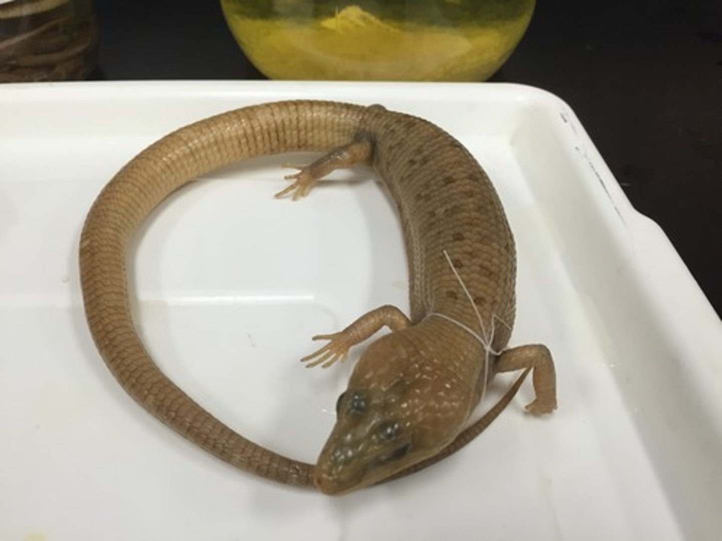 <p>Texas Alligator Lizard</p>