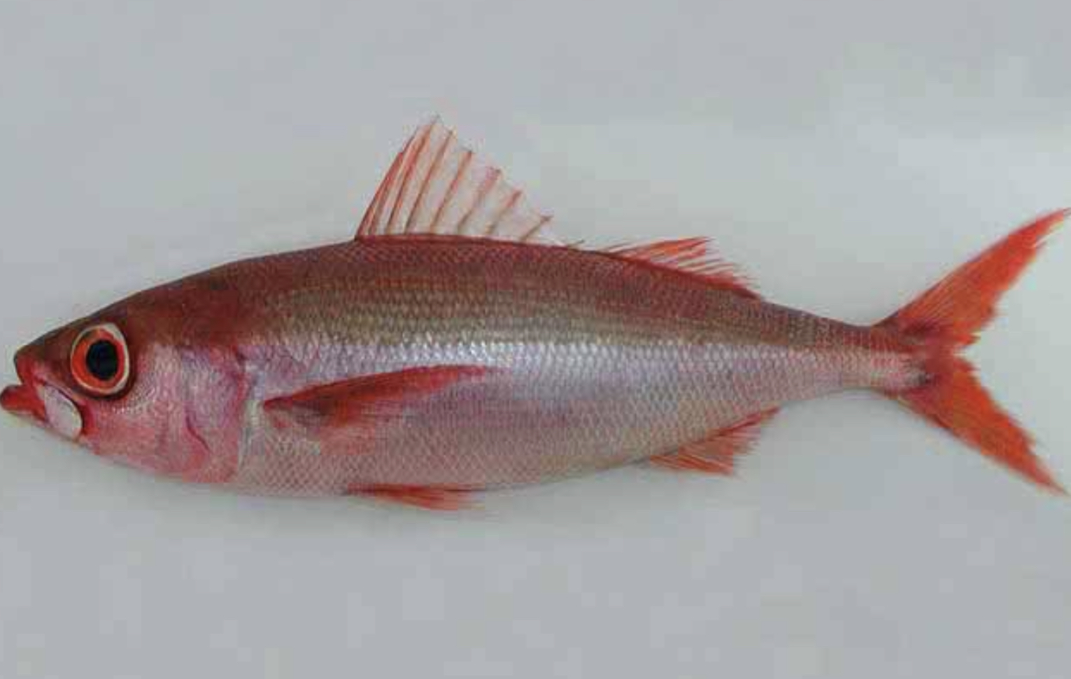 <p>Large eye</p><p>Slender oval shape</p><p>Fleshy keel</p><p>Strongly forked tail</p>