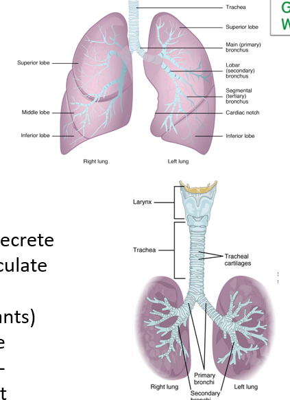 <p>zones:</p><p>•________ zone (where the gas exchange happens)</p><p>•Conducting zone (everything else)… Particulates (dust, foreign contaminants) stick to mucus in the conducting zone</p>