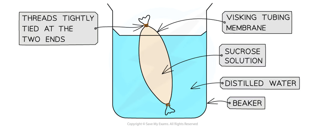 <ul><li><p>fill a section of dialysis tubing with concentrated sucrose solution</p></li><li><p>suspend the tubing in a boiling tube of distilled water for a set period of time</p></li><li><p>note whether the water level outside the tubing decreases as water moves into tubing via osmosis (as water moves from a dilute to concentrated concentration down the water potential gradient through a partially permeable membrane in osmosis).</p></li></ul><p></p>