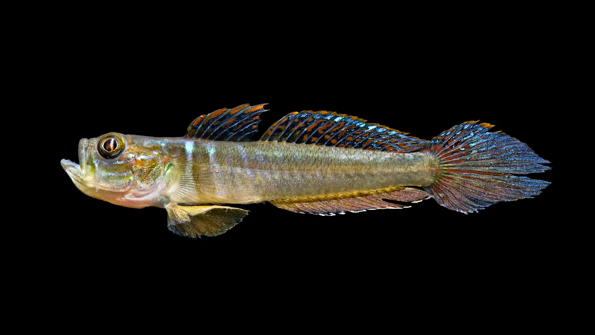 <p>Gobies</p><ul><li><p>small fish</p></li><li><p>pelvic fins fused to form cone</p></li><li><p>1st dorsal fin w/ 7 spines</p></li><li><p>rounded caudal fin</p></li><li><p>smallish gill openings</p></li></ul><p></p>
