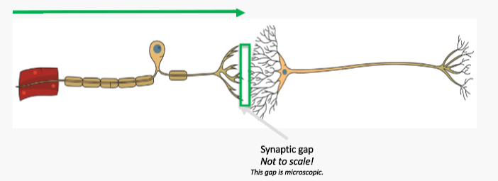<ul><li><p>Once the action potential reaches the end of the axon, it needs to be transferred to another neuron or tissue, by crossing the synaptic gap</p></li></ul>