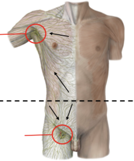 <p>Abdominal Lymphatic Drainage - Superficial</p>