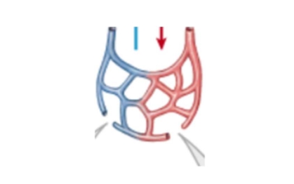 <p>artery vs vein structure: <span>Lining of capillaries are the exception</span></p>