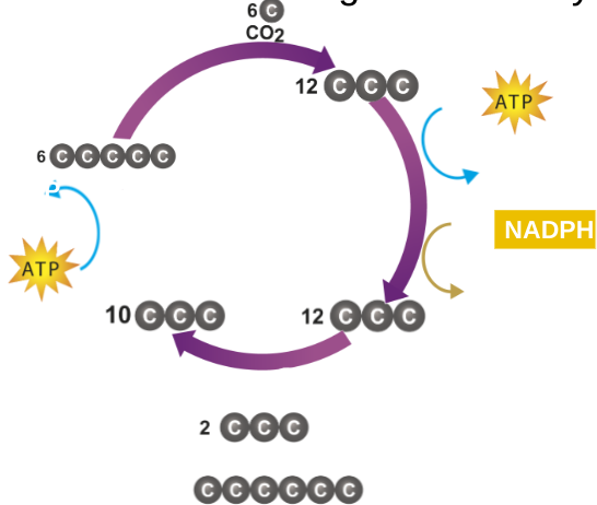 Calvin Cycle