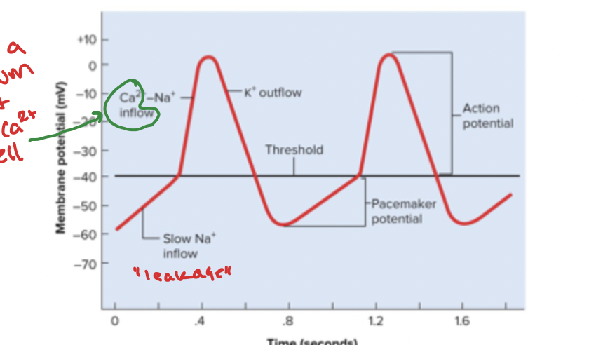 <p>SETTING OFF HEARTBEAT</p><p>1) SA node starts negative, slow Na+ inflow = gradual depolarization = pacemaker potential </p><p>2)reaches threshold, BOOM, Ca2+ and Na+ channels open, cont. depolarization until 0mv reached</p><p>3) K+ channels open, K+ leaves = repolarization, pacemaker potential starts over</p><p></p><p></p>