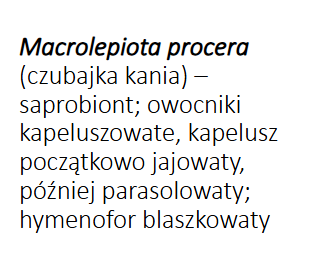 <p>Macrolepiota procera;</p><p>Gr.: BASIDIOMYCOTA</p><p>Podgr.: AGARICOMYCOTINA</p><p>Kl.: Agaricomycetes </p><p>Rz.: Agaricales</p>