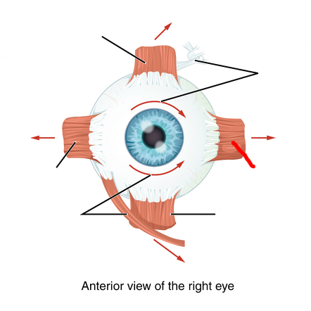 <p><u>Extrinsic muscles</u></p><p>Moves Eye Medially.</p><p>Cranial nerve III (3).</p>