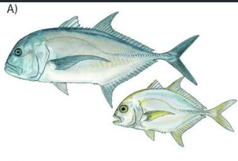 <p>Carangidae family</p><p class="has-focus">Their diet is opportunistic, consisting mainly of fish and various crustaceans, but they are also known to eat cephalopods, eels, and even birds</p><p class="has-focus">large, silvery-grey fish with a steep head profile and a distinct black spot at the base of its pectoral fins</p>