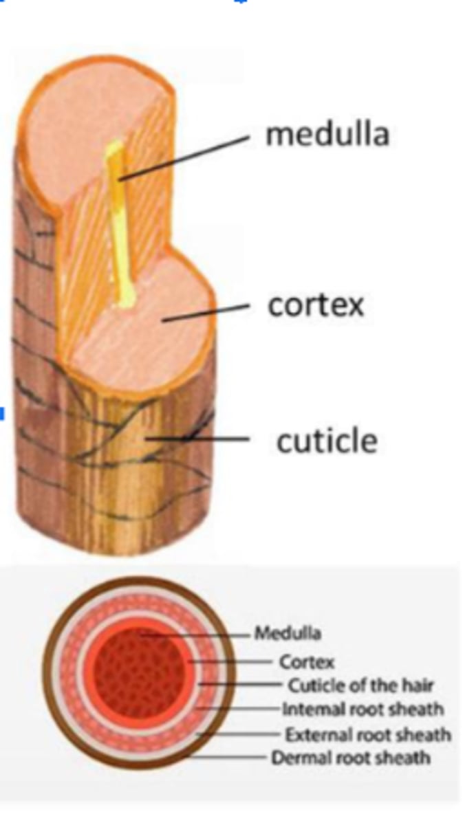 <p>3 concentric layer of keratinized cells</p><p>1.Medulla -central core</p><p>2. cortex - surrounds medulla</p><p>3. Cuticle - outermost layer</p>