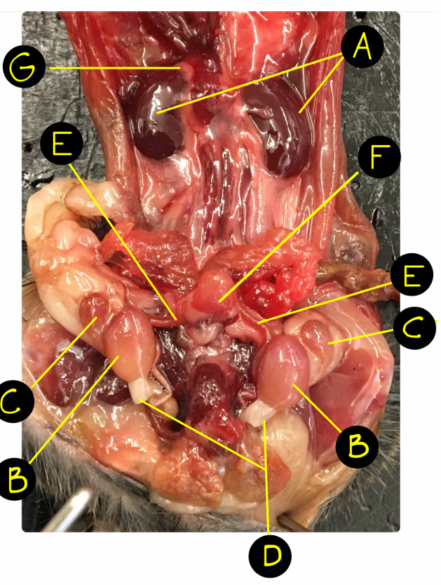 <p>Where are the adrenal glands?</p>