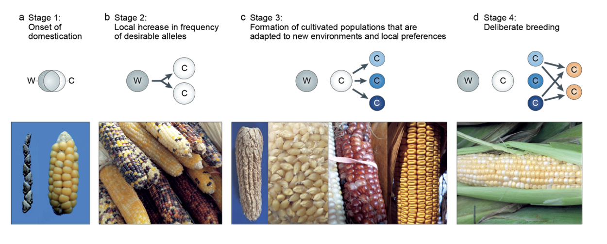 <ol><li><p>merging distinction between </p><ul><li><p>wild ancestor teosinte and </p></li><li><p>early form of Maize</p></li></ul></li><li><p>Increases selection for desirable alleles</p><ul><li><p>With a degree of variation (see picture)</p></li></ul></li><li><p>Selection for different variteies by cultures</p><ul><li><p>e.g Native Indians→ ornamental</p></li><li><p>e.g Peru → pop-corn</p></li><li><p>e.g Italy → red sweet corn</p></li></ul></li><li><p>Modern varietal maize</p><ul><li><p>result of dedicated breeding approaches</p></li></ul></li></ol><p></p>