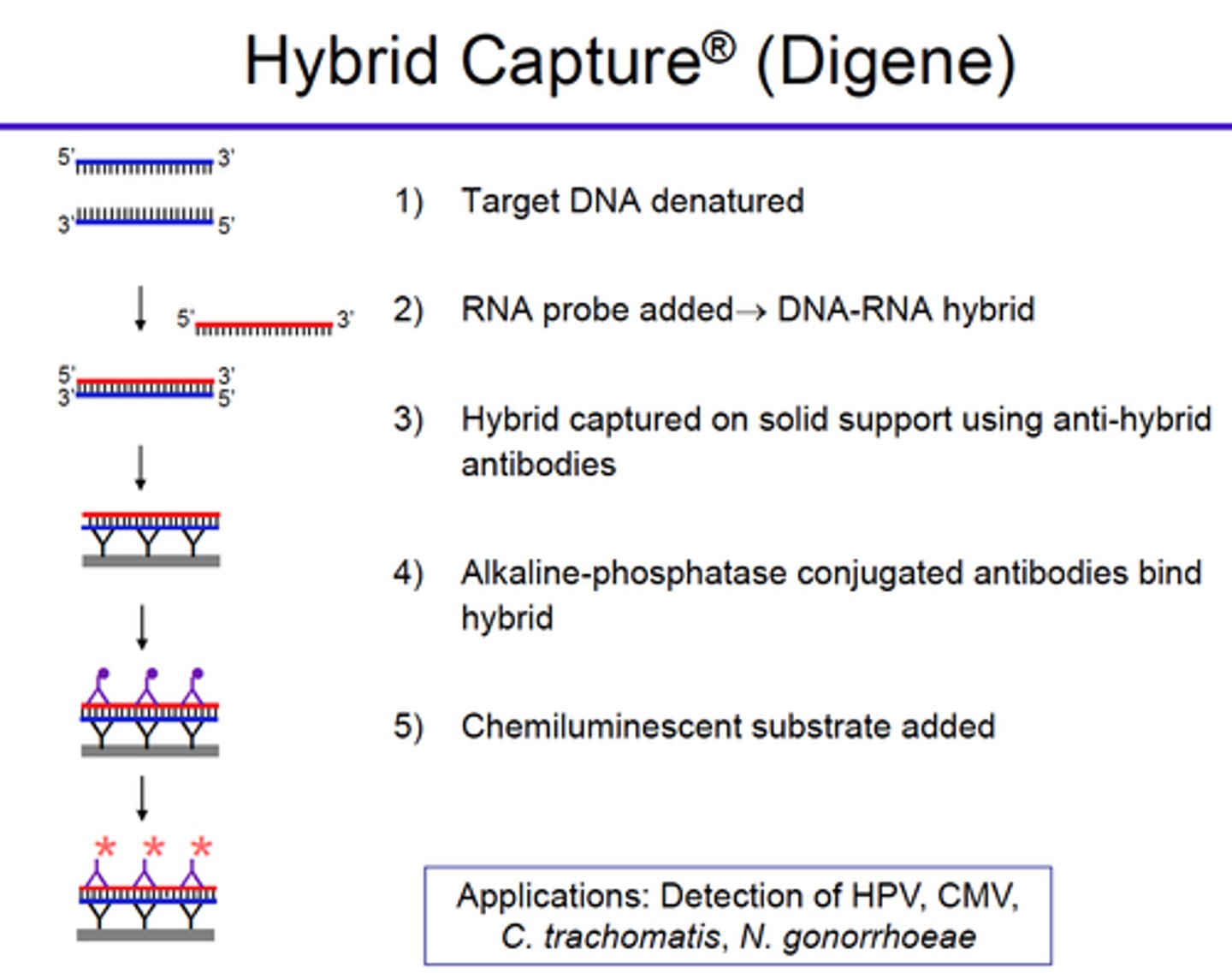 <p>- A series of RNA probes directed against specific DNA sequences is incubated with specific antibodies that recognize RNA:DNA hybrid molecules<br>- A sandwich approach is employed: immobilize these antibodies to the wells of a plate, bind hybrid DNA/RNA molecules, then recognize with a conjugate antihybrid antibody</p>