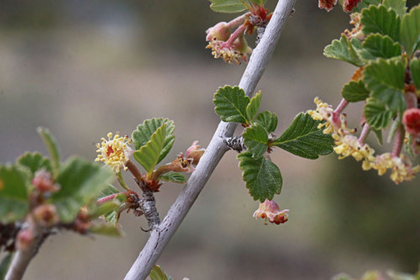 <p>-Simple, alternate leaves, serrate on upper half</p><p>-Base of leaf wedge-shaped with no serrations</p><p>-Plumose tailed achene type fruit</p><p>-skinny bart simpson</p>