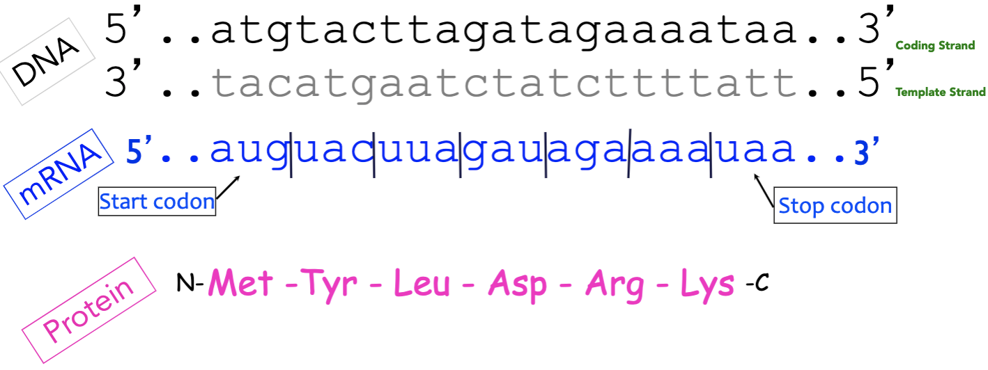 <p>UAA, UAG, UGA</p><p>the ribosome falls off the message and protein synthesis is terminated </p>