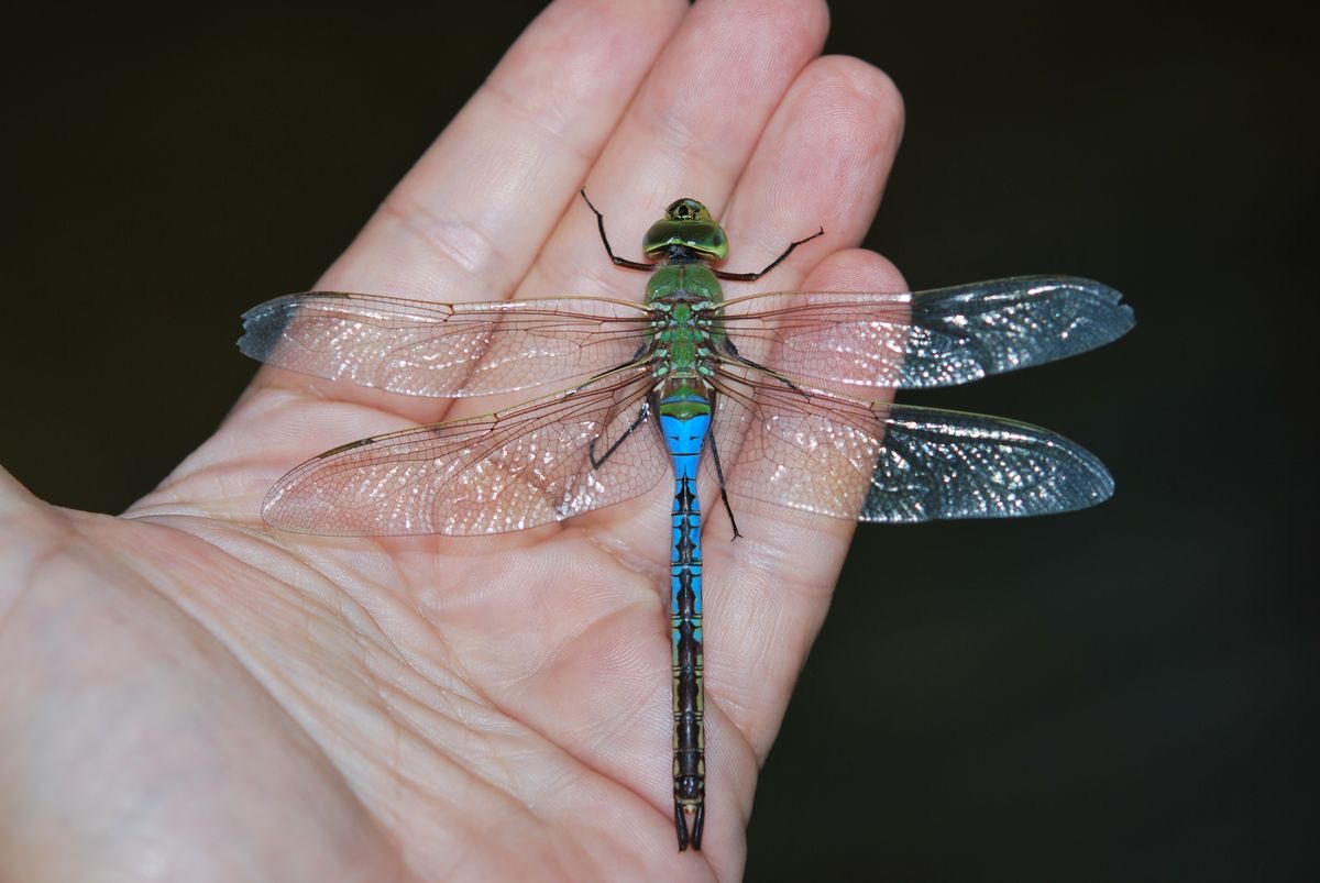 <p>Darner dragonfly</p>