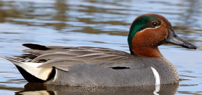 <p>What bird is this? </p>