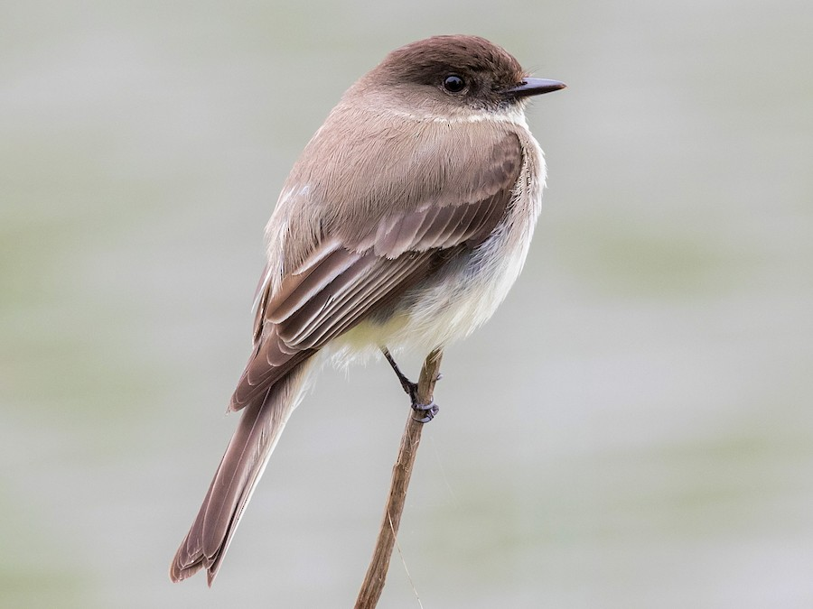<p>Eastern Phoebe</p>