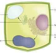 <p>Vacuoles</p>