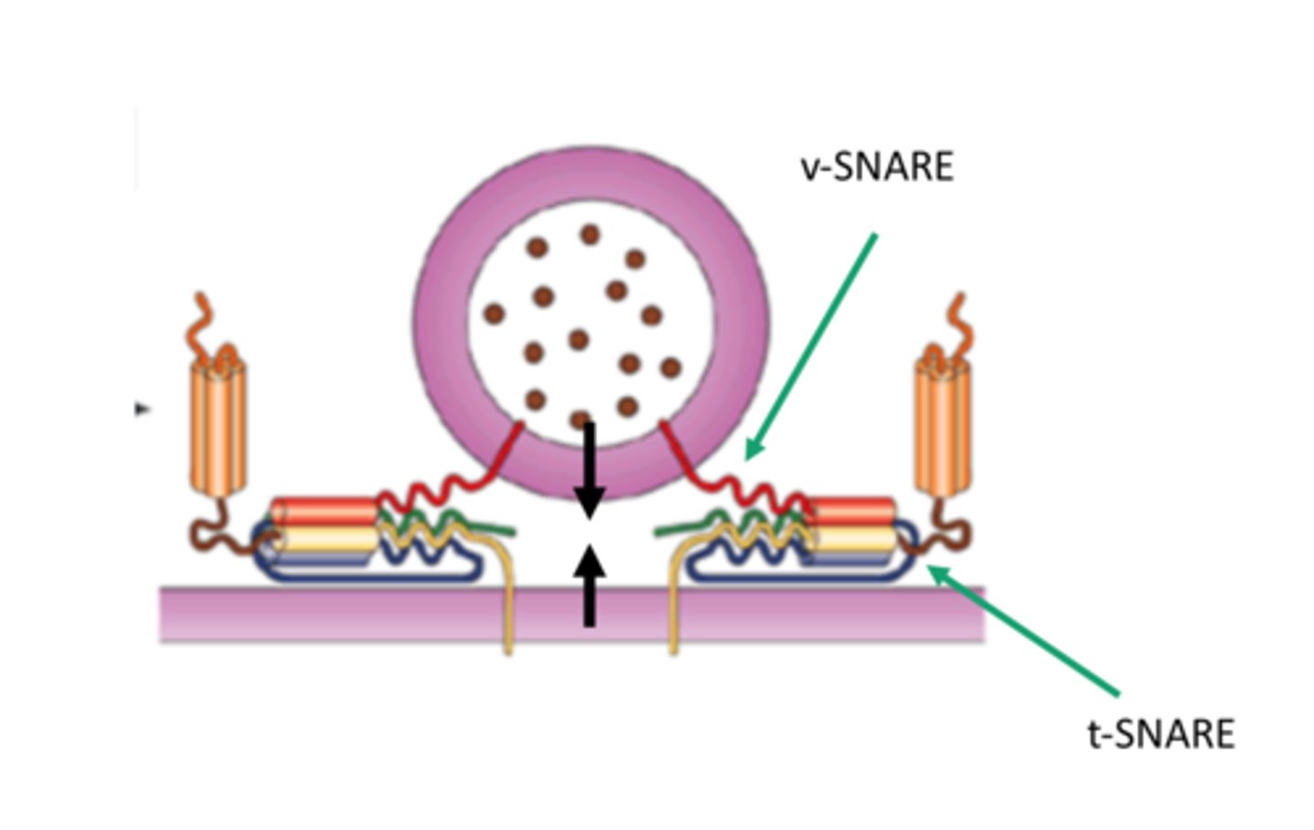 <p>v-SNARES and t-SNARES pair together and this pairing draws the vesicle through the zippering mechanism allowing it to dock</p>