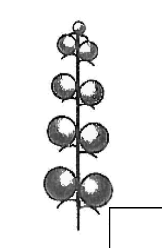 <p>flowers attached directly to the central axis</p>