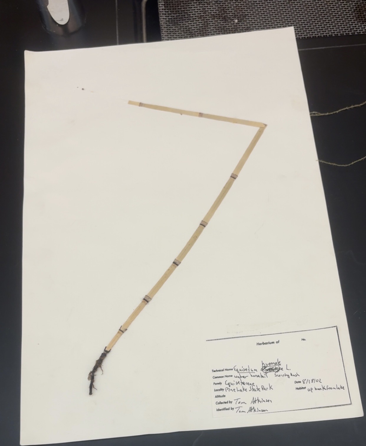 <p>What phylum </p>