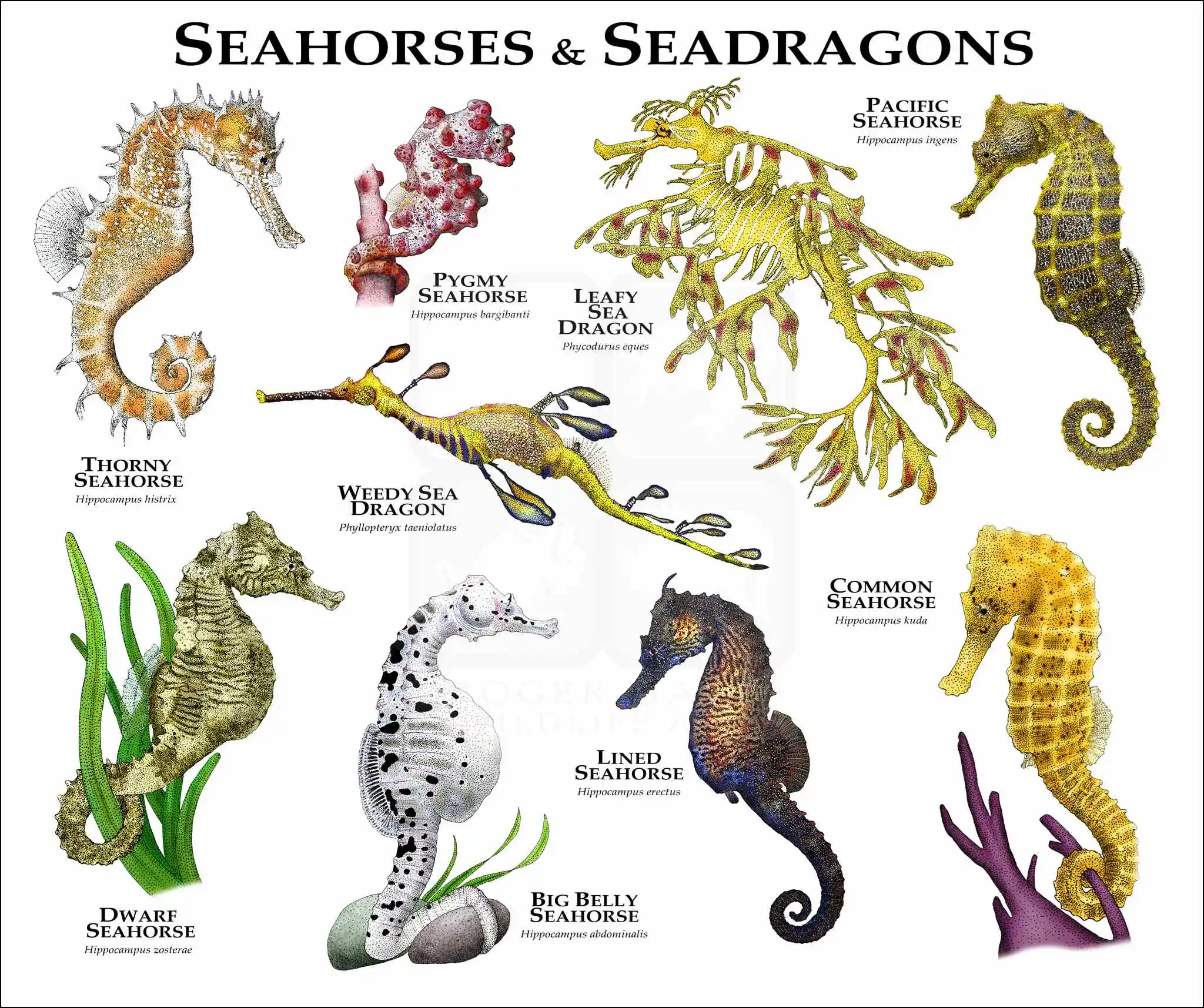 <p>Clade of <strong>seahorses</strong>, pipefishes, and allies</p>