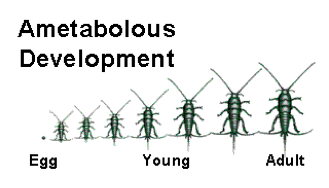 <p>Without metamorphosis; young resembles the adult but smaller</p><p>Mnemonic - <strong>Am</strong>etabolous = <strong>Ambitious </strong>= <strong>SMALL but MIGHTY</strong></p>